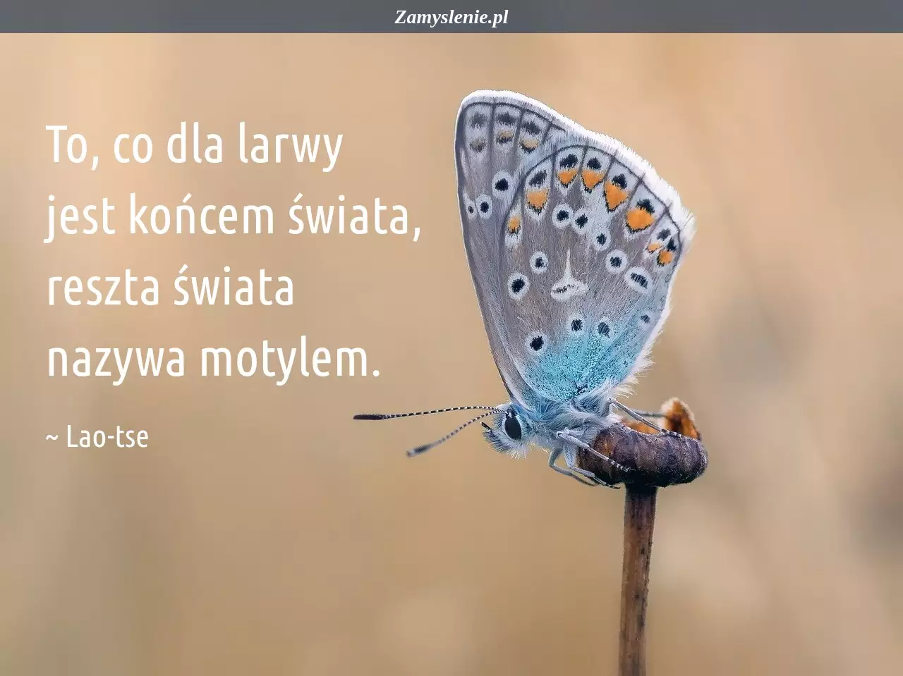 Obraz / mem do cytatu: To, co dla larwy jest końcem świata, reszta świata nazywa motylem.